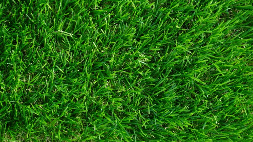 Green​ leaf ความสูง 3 ซม.(แก้ไขหน้านี้ ) เป็นหญ้าเทียมรุ่นประหยัดที่ออกแบบมาให้ให้งานได้ทั้ง indoorและoutdoor มีความนุ่มและคืนตัวจากการเดินเหยียบย่ำได้ดีมาก นอกจากนั้นยังมีการเคลือบ​สารป้องกันรังสี UV จึงทำให้การใช้งานยาวนานมากกว่า 5 ปี ​มีความสูง 3 ซม. ใบหญ้ามีรูปทรง U-Shape​ ช่วยทำให้การดีดคืนตัวดีขึ้น มีเอกสารรับรองปราศจาก​โลหะหนัก​จึงปลอดภัยต่อสุขภาพ​ Spectification – ความหนาแน่นของของเส้นใย 10,000 Dtex – แถวทอหญ้าเทียม (3 นิ้ว/8 แถวทอ) – ถัก 16 ฝีเข็ม/10 ซม. – ความสูงใบหญ้ามีให้เลือก 3 ซม. – ขนาดของแผ่นหญ้า 2×25 เมตร/ม้วน