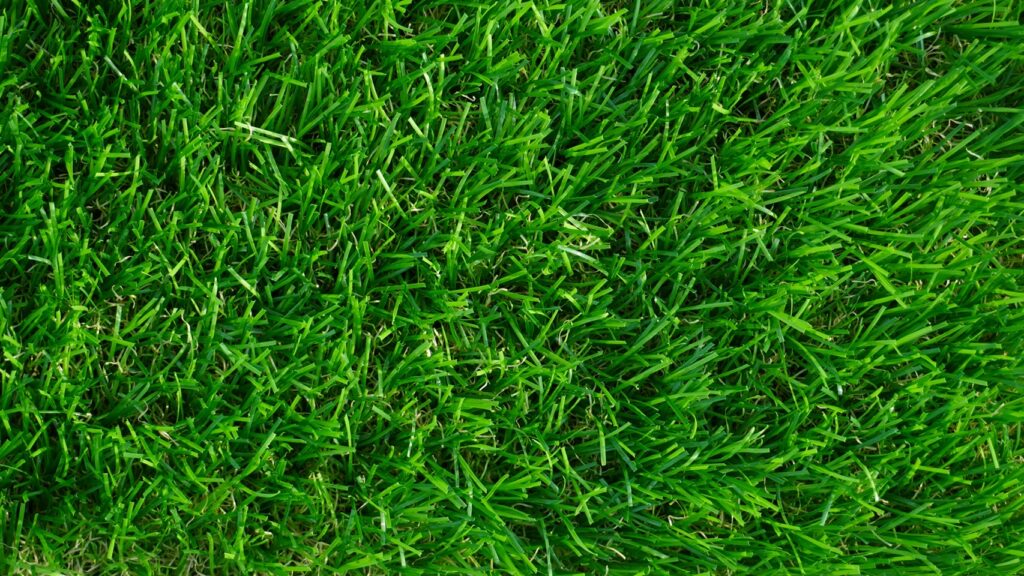 Green​ leaf ความสูง 3 ซม.(แก้ไขหน้านี้ ) เป็นหญ้าเทียมรุ่นประหยัดที่ออกแบบมาให้ให้งานได้ทั้ง indoorและoutdoor มีความนุ่มและคืนตัวจากการเดินเหยียบย่ำได้ดีมาก นอกจากนั้นยังมีการเคลือบ​สารป้องกันรังสี UV จึงทำให้การใช้งานยาวนานมากกว่า 5 ปี ​มีความสูง 3 ซม. ใบหญ้ามีรูปทรง U-Shape​ ช่วยทำให้การดีดคืนตัวดีขึ้น มีเอกสารรับรองปราศจาก​โลหะหนัก​จึงปลอดภัยต่อสุขภาพ​ Spectification – ความหนาแน่นของของเส้นใย 10,000 Dtex – แถวทอหญ้าเทียม (3 นิ้ว/8 แถวทอ) – ถัก 16 ฝีเข็ม/10 ซม. – ความสูงใบหญ้ามีให้เลือก 3 ซม. – ขนาดของแผ่นหญ้า 2×25 เมตร/ม้วน