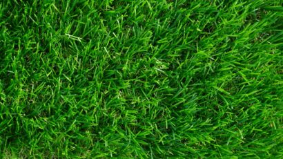 Green​ leaf